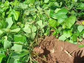 吃野土瓜睡不着,一尝难忘，夜不能寐的诱惑