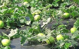 吃羊角瓜舌头麻,舌尖上的麻感之旅