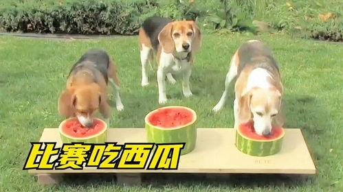 狗子抢瓜吃,一场欢乐的夏日趣事