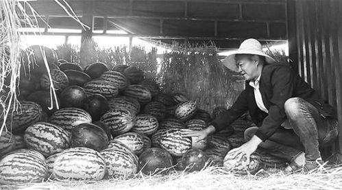 弋阳吃瓜群众事迹,见证时代变迁的民间观察者