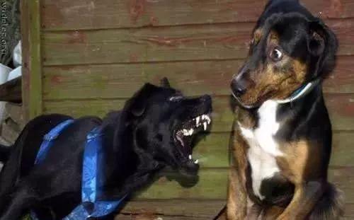 警察带狗吃瓜视频,萌态十足！警察带狗日常温馨瞬间