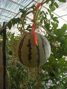 吊瓜树上的瓜可以吃吗,天然美食的诱惑与探索