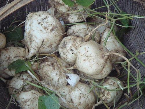 吃瓜达人真假,真假难辨的瓜界风云