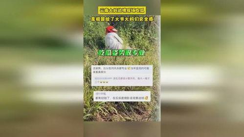 云南大妈边境 吃瓜,揭秘边境生活的酸甜苦辣