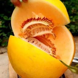 甘肃吃蜜瓜的香味,瓜熟蒂落味满陇——甘肃蜜瓜的独特魅力”