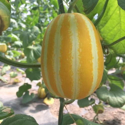 吃瓜上海陈,吃瓜群众的美食探秘之旅