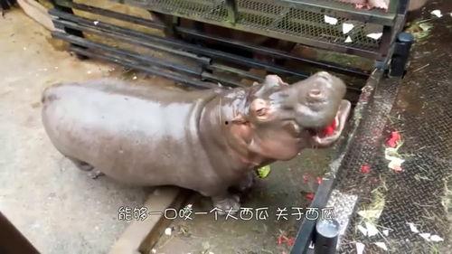 河马和大象吃瓜