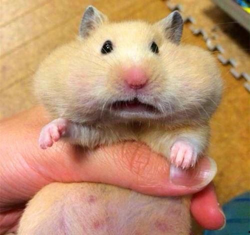 仓鼠吃的瓜,揭秘仓鼠的美食世界