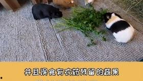 豚鼠吃瓜的视频,萌态十足引网友爆笑