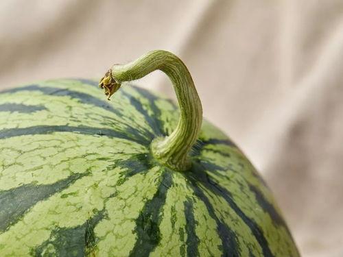 上海直播吃瓜,一场全民参与的美食盛宴