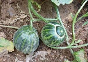 吃瓜吃一半才发现是坏瓜